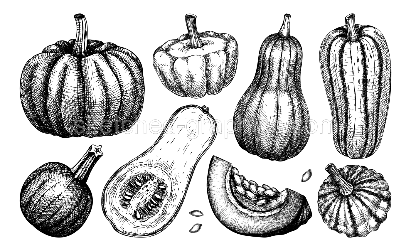 Sketched pumpkin illustrations set. Thanksgiving day design elements. Autumn food drawings. Vector vegetables, butternut squash, marrow, pumpkin slice sketches. Fall Harvest festival collection Illustration